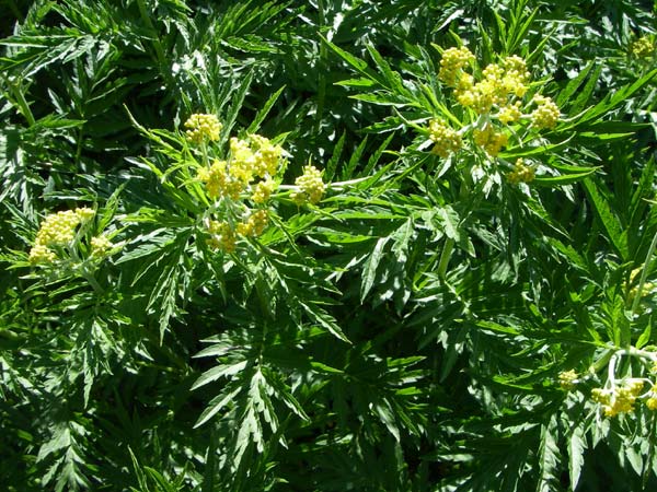 Descurainia tanacetifolia \ Rainfarn-Rauke / Tansy-Leaved Mustard, F Col de Lautaret Botan. Gar.  28.6.2008