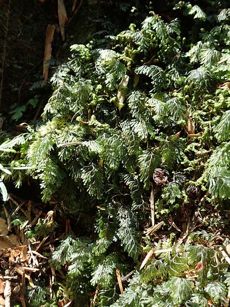 Hymenophyllum tunbrigense \ Englischer Hautfarn / Tunbridge Filmy Fern, F Turquestein-Blancrupt 5.6.2018