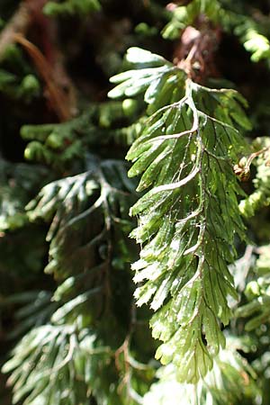 Hymenophyllum tunbrigense \ Englischer Hautfarn / Tunbridge Filmy Fern, F Turquestein-Blancrupt 5.6.2018