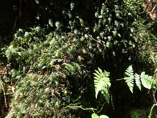 Hymenophyllum tunbrigense \ Englischer Hautfarn / Tunbridge Filmy Fern, F Turquestein-Blancrupt 5.6.2018