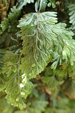 Hymenophyllum tunbrigense \ Englischer Hautfarn / Tunbridge Filmy Fern, F Turquestein-Blancrupt 5.6.2018