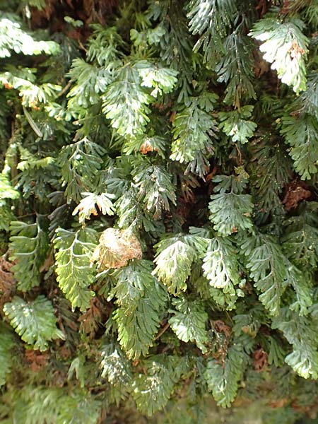 Hymenophyllum tunbrigense \ Englischer Hautfarn / Tunbridge Filmy Fern, F Turquestein-Blancrupt 5.6.2018