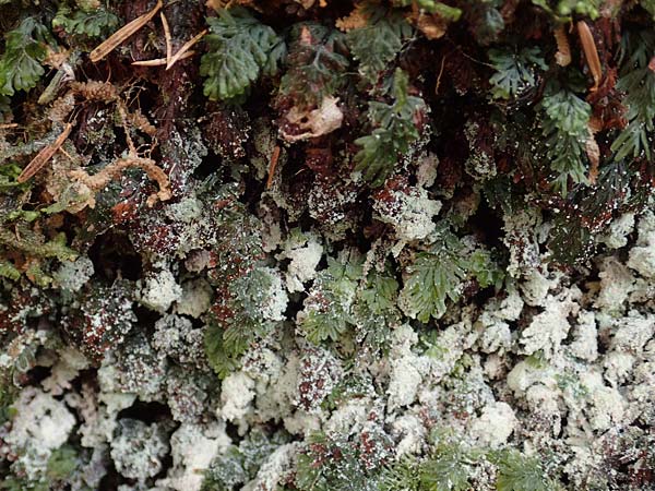 Hymenophyllum tunbrigense \ Englischer Hautfarn / Tunbridge Filmy Fern, F Turquestein-Blancrupt 5.6.2018