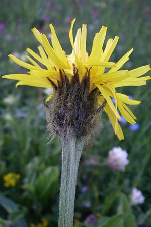 Crepis pontana \ Berg-Pippau / Mountain Hawk's-Beard, F Col du Galibier 21.6.2008