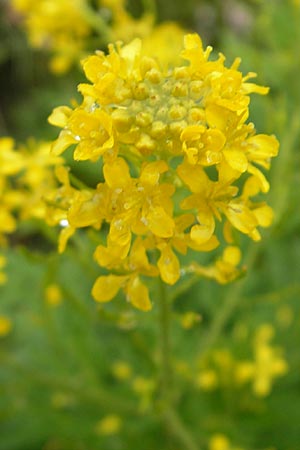 Descurainia tanacetifolia \ Rainfarn-Rauke / Tansy-Leaved Mustard, F Botan. Gar.  Tourmalet 26.8.2011