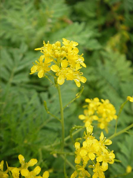 Descurainia tanacetifolia \ Rainfarn-Rauke / Tansy-Leaved Mustard, F Botan. Gar.  Tourmalet 26.8.2011