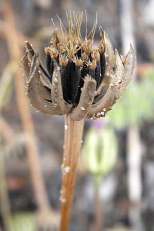Hedypnois rhagadioloides \ Rhrchenkraut / Cretan Weed, F Sète 6.6.2009