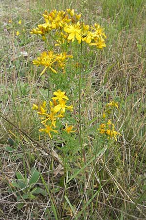 Hypericum perforatum \ Echtes Johanniskraut, Tpfel-Hartheu / Perforate St. John's-Wort, F Bitche 25.6.2011