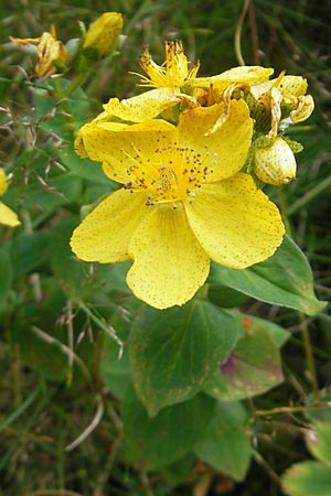 Hypericum richeri subsp. burseri \ Bursers Johanniskraut / Burser's St. John's-Wort, F Pyren&auml;en/Pyrenees, Gourette 25.8.2011