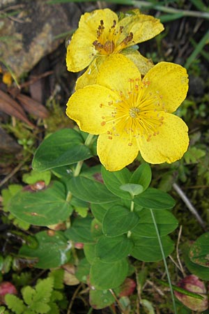 Hypericum richeri subsp. burseri \ Bursers Johanniskraut / Burser's St. John's-Wort, F Pyren&auml;en/Pyrenees, Gourette 25.8.2011
