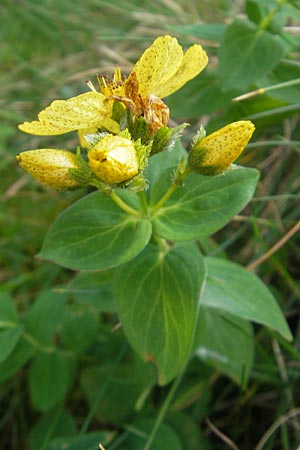 Hypericum richeri subsp. burseri \ Bursers Johanniskraut / Burser's St. John's-Wort, F Pyren&auml;en/Pyrenees, Gourette 25.8.2011