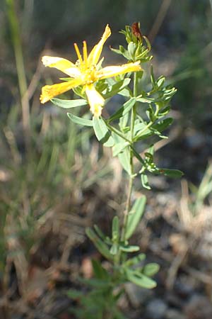 Hypericum perforatum \ Echtes Johanniskraut, Tpfel-Hartheu / Perforate St. John's-Wort, F Pyrenäen/Pyrenees, Molitg-les-Bains 23.7.2018