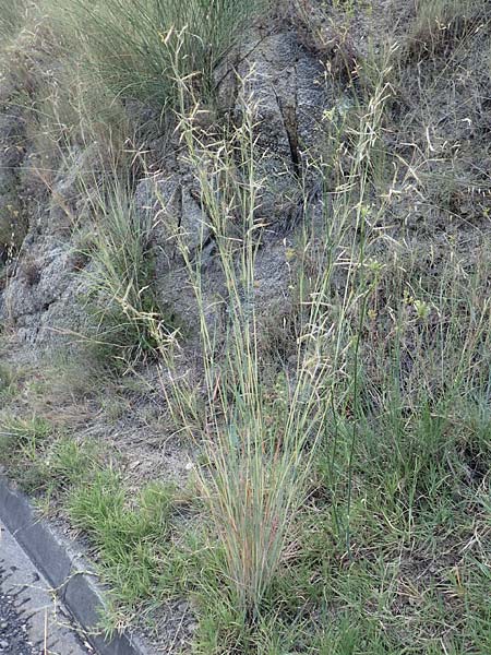 Hyparrhenia hirta \ Behaartes Kahngras / Thatching Grass, Coolatai Grass, F Pyren&auml;en/Pyrenees, Eus 27.7.2018