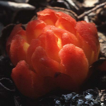 Cytinus hypocistis \ Gelber Zistrosen-W�rger / Cytinus, F Maures, Grimaud 11.5.1984