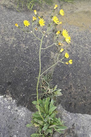 Hieracium fallacinum ? \ Trgerisches Habichtskraut / Fallacious Hawkweed, F Elsass/Alsace, Blodelsheim 9.6.2010