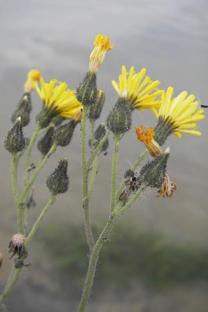 Hieracium fallacinum ? \ Trgerisches Habichtskraut / Fallacious Hawkweed, F Elsass/Alsace, Blodelsheim 9.6.2010