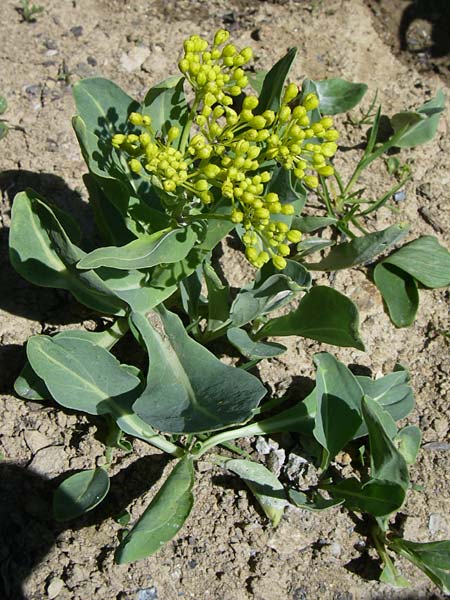 Isatis alpina \ Alpen-Waid / Alpine Woad, F Col de Lautaret Botan. Gar.  28.6.2008