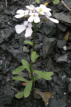 Iberis amara \ Bittere Schleifenblume / Wild Candytuft, F Corbières, Talairan 13.5.2007