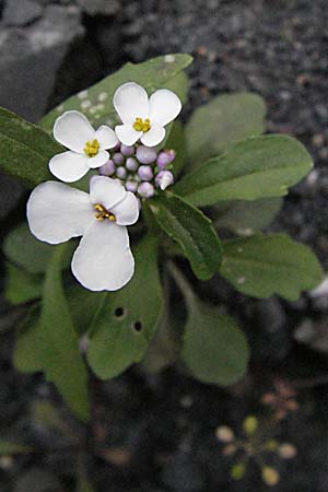 Iberis amara \ Bittere Schleifenblume / Wild Candytuft, F Corbières, Talairan 13.5.2007