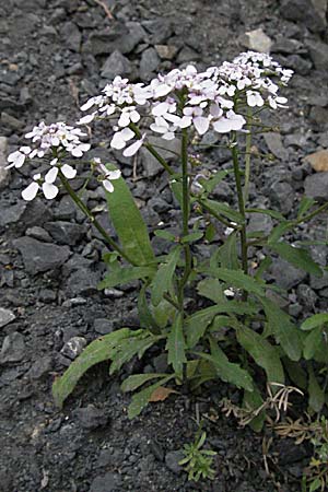 Iberis amara \ Bittere Schleifenblume / Wild Candytuft, F Corbières, Talairan 13.5.2007