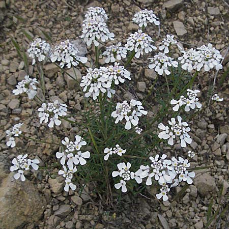 Iberis pinnata \ Fiederbl&auml;ttrige Schleifenblume / Winged Candytuft, F Lapanouse-de-Cernon 14.5.2007