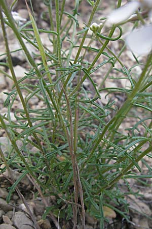 Iberis pinnata \ Fiederbl&auml;ttrige Schleifenblume / Winged Candytuft, F Lapanouse-de-Cernon 14.5.2007