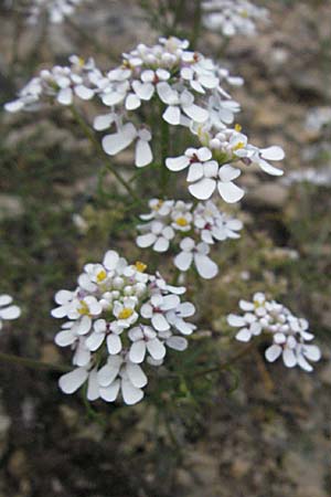Iberis pinnata \ Fiederbl&auml;ttrige Schleifenblume / Winged Candytuft, F Lapanouse-de-Cernon 14.5.2007