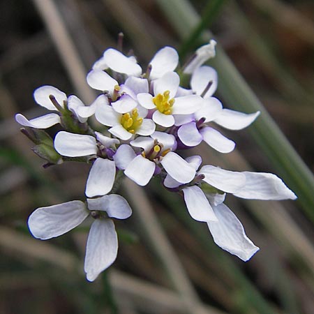 Iberis pinnata \ Fiederbl&auml;ttrige Schleifenblume / Winged Candytuft, F Lapanouse-de-Cernon 31.5.2009