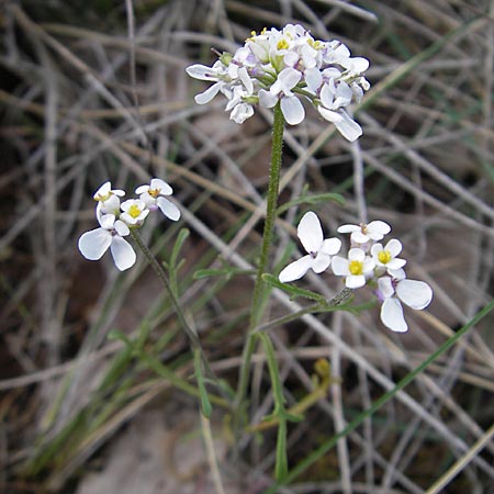 Iberis pinnata \ Fiederbl&auml;ttrige Schleifenblume / Winged Candytuft, F Lapanouse-de-Cernon 31.5.2009