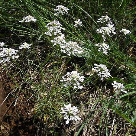 Iberis pinnata \ Fiederbl&auml;ttrige Schleifenblume / Winged Candytuft, F Lapanouse-de-Cernon 31.5.2009