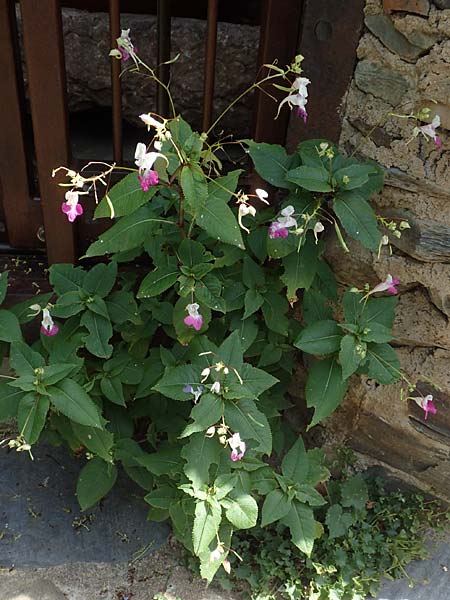 Impatiens balfourii \ Balfours Springkraut / Balfour's Balsam, F Pyrenäen/Pyrenees, Evol 8.8.2018