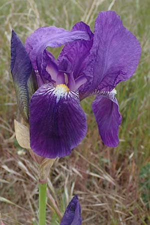 Iris germanica \ Deutsche Schwertlilie / German Iris, F Gap 29.4.2023