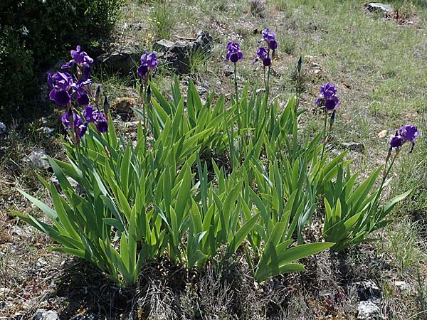 Iris germanica \ Deutsche Schwertlilie / German Iris, F Lagnes 3.5.2023