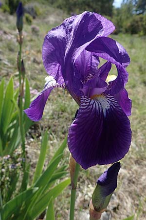 Iris germanica \ Deutsche Schwertlilie / German Iris, F Lagnes 3.5.2023