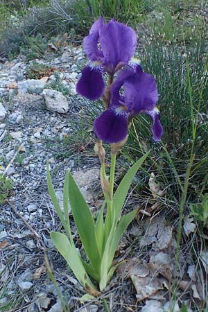 Iris germanica \ Deutsche Schwertlilie / German Iris, F Sisteron 3.5.2023