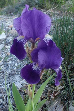 Iris germanica \ Deutsche Schwertlilie / German Iris, F Sisteron 3.5.2023