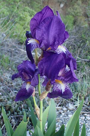 Iris germanica \ Deutsche Schwertlilie / German Iris, F Sisteron 3.5.2023