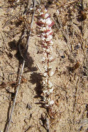 Illecebrum verticillatum \ Knorpelkraut, Quirlige Knorpelblume / Coral Necklace, F Bitche 10.7.2010