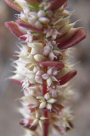 Illecebrum verticillatum \ Knorpelkraut, Quirlige Knorpelblume / Coral Necklace, F Bitche 10.7.2010