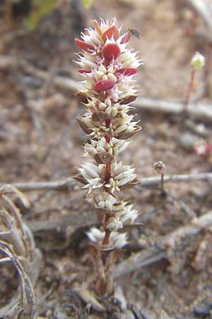 Illecebrum verticillatum \ Knorpelkraut, Quirlige Knorpelblume / Coral Necklace, F Bitche 10.7.2010
