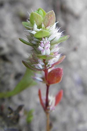 Illecebrum verticillatum \ Knorpelkraut, Quirlige Knorpelblume / Coral Necklace, F Bitche 10.7.2010