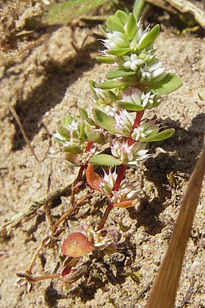 Illecebrum verticillatum \ Knorpelkraut, Quirlige Knorpelblume / Coral Necklace, F Bitche 10.7.2010
