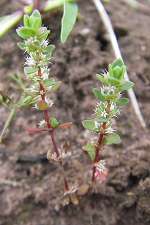 Illecebrum verticillatum \ Knorpelkraut, Quirlige Knorpelblume / Coral Necklace, F Bitche 24.7.2010