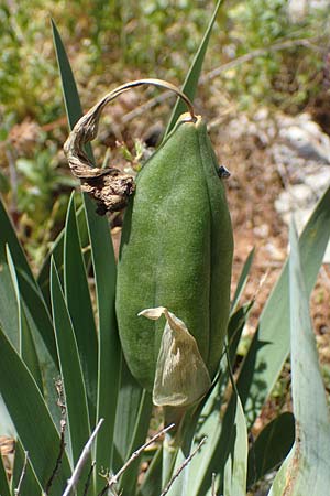 Iris lutescens \ Thyrrenische Zwerg-Iris, Gelbliche Schwertlilie / Dwarf Bearded Iris, F Lagnes 3.5.2023