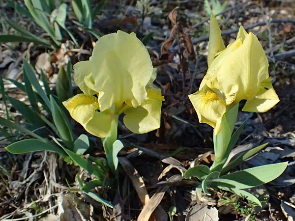 Iris lutescens \ Thyrrenische Zwerg-Iris, Gelbliche Schwertlilie / Dwarf Bearded Iris, F Maures, Les Mayons 15.3.2024