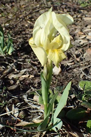 Iris lutescens \ Thyrrenische Zwerg-Iris, Gelbliche Schwertlilie / Dwarf Bearded Iris, F Maures, Les Mayons 15.3.2024