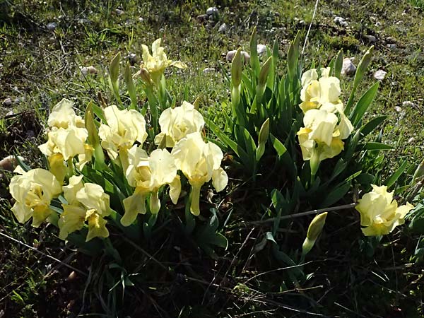 Iris lutescens \ Thyrrenische Zwerg-Iris, Gelbliche Schwertlilie / Dwarf Bearded Iris, F Maures, Les Mayons 15.3.2024