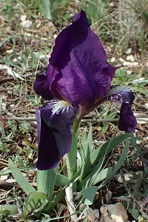 Iris lutescens \ Thyrrenische Zwerg-Iris, Gelbliche Schwertlilie / Dwarf Bearded Iris, F Lagnes 16.3.2024