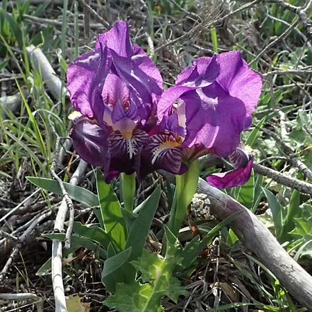 Iris lutescens \ Thyrrenische Zwerg-Iris, Gelbliche Schwertlilie / Dwarf Bearded Iris, F Martigues 17.3.2024
