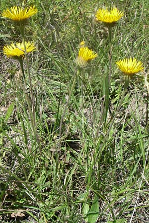 Pentanema montanum \ Berg-Alant / Mountain Fleabane, F La-Palud-sur-Verdon 23.6.2008